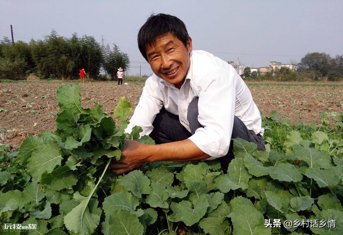 一年四季种菜时间表(你知道不同时间该种什么农作物吗)-图片6